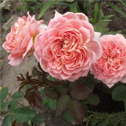 Środkowy ton różowego - Róże pienne - z kwiatami bukietowymi - korona krzaczasta